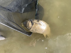 Hypophthalmichthys molitrix