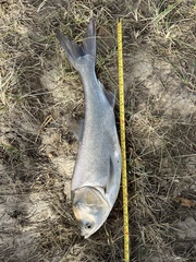 Hypophthalmichthys molitrix