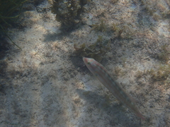 Halichoeres bivittatus