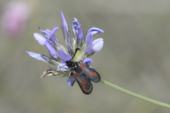 Zygaena sarpedon