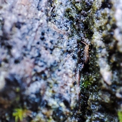 Isotomurus
