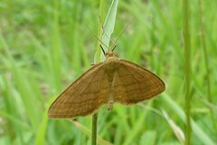 Idaea ochrata