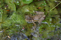 Osteopilus dominicensis