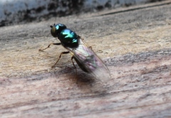 Microchrysa polita