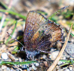 Callophrys augustinus