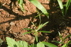 Mollugo verticillata