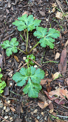 Sanicula crassicaulis