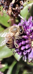 Apis mellifera