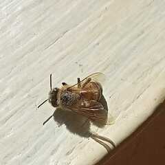 Apis mellifera