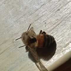 Apis mellifera