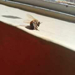 Apis mellifera