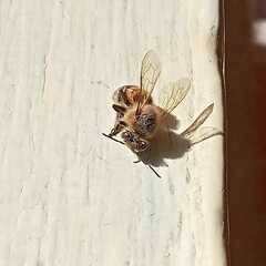 Apis mellifera