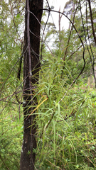 Dracophyllum longifolium