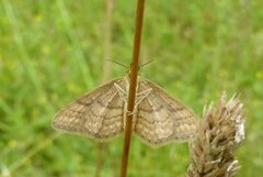 Idaea ochrata