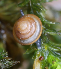 Euconulus