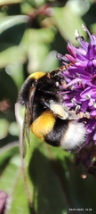 Bombus terrestris