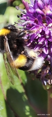 Bombus terrestris
