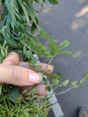 Phyllanthus tenellus