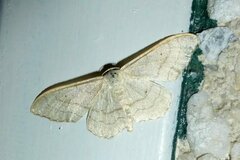 Idaea aversata
