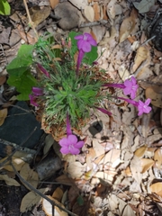 Ruellia inundata