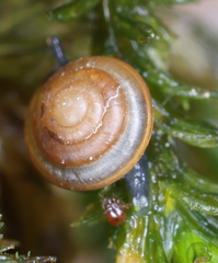 Euconulus