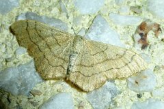 Idaea aversata