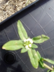Mitracarpus hirtus