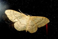 Idaea aversata