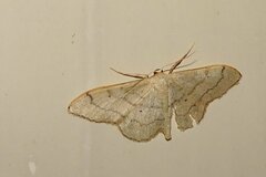 Idaea aversata