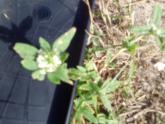 Mitracarpus hirtus