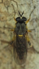 Solva marginata