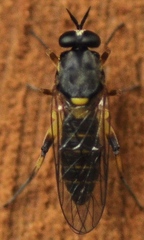 Solva marginata