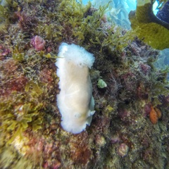 Diaulula punctuolata