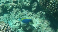 Acanthurus leucosternon