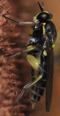 Solva marginata