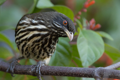 Dulus dominicus
