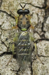 Solva marginata