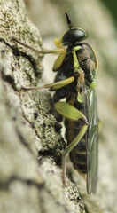 Solva marginata