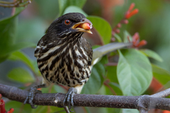 Dulus dominicus