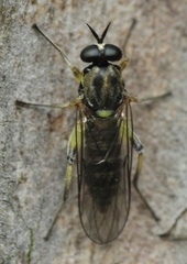 Solva marginata