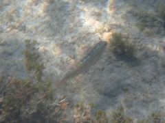 Halichoeres bivittatus