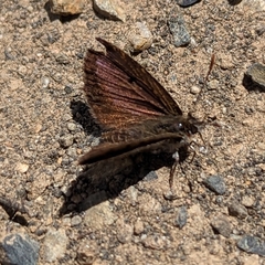 Lycaena boldenarum