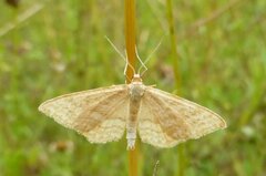 Idaea ochrata