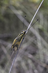 Libelloides longicornis