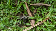 Salvator merianae