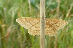 Idaea ochrata