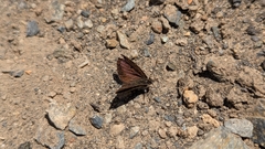 Lycaena boldenarum