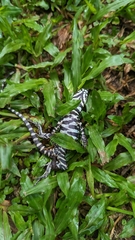 Salvator merianae