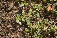 Alternanthera pungens