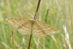 Idaea ochrata